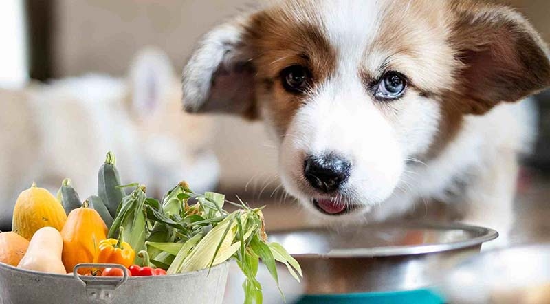 Cách chọn đồ ăn cho chó trưởng thành và khẩu phần ăn