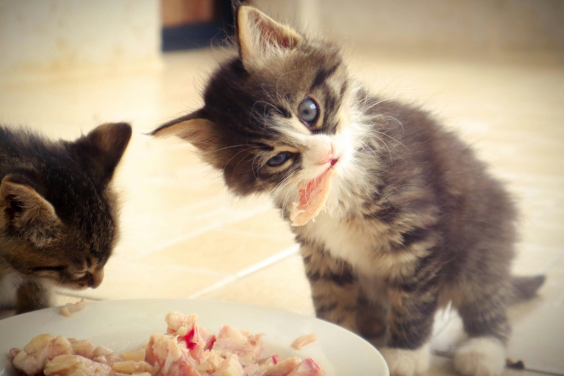 Dinh dưỡng, khẩu phần và cách chọn đồ ăn cho mèo con