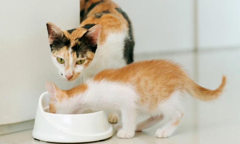 Dinh dưỡng, khẩu phần và cách chọn đồ ăn cho mèo con