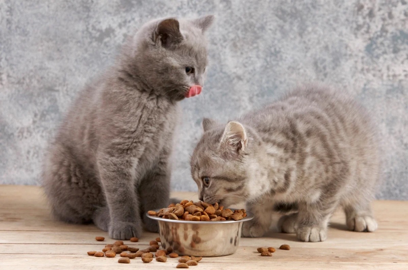 Dinh dưỡng, khẩu phần và cách chọn đồ ăn cho mèo con