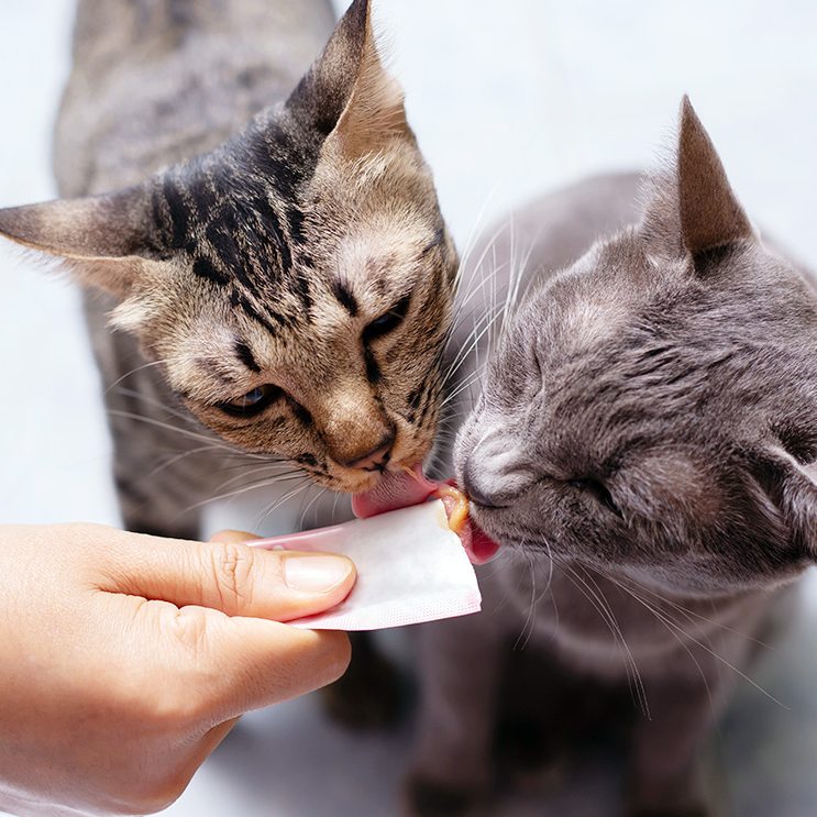 Đồ ăn cho mèo: Cách chọn súp thưởng cho mèo