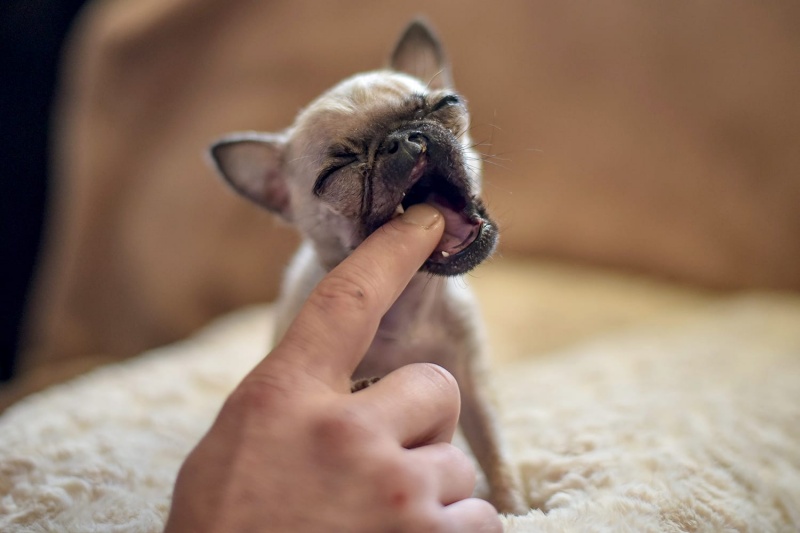 Kinh nghiệm lựa chọn đồ ăn cho chó giống nhỏ