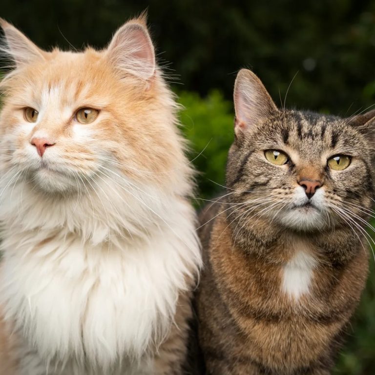 Chọn đồ ăn cho mèo triệt sản cần lưu ý những gì?