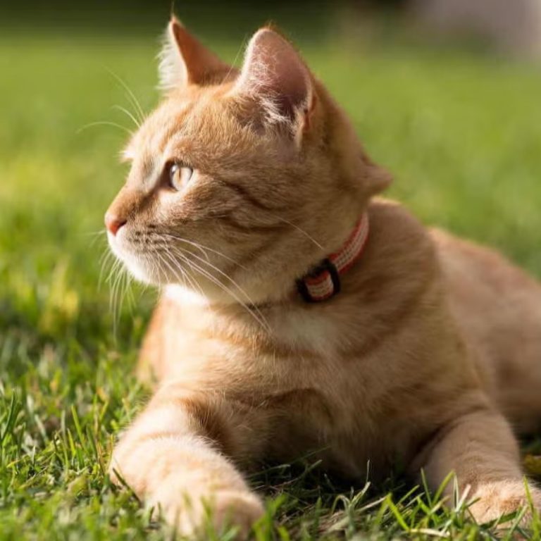 Gợi ý cách chọn đồ ăn cho mèo già