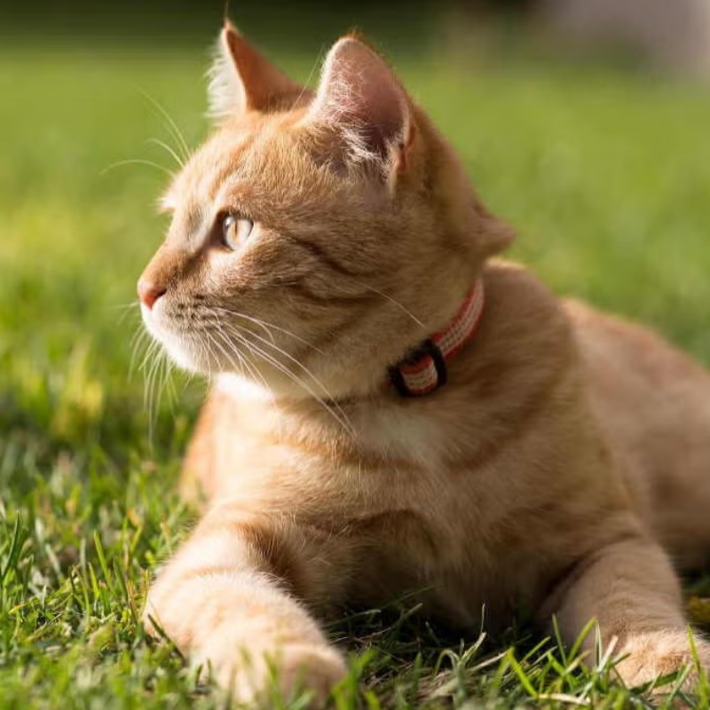 Gợi ý cách chọn đồ ăn cho mèo già