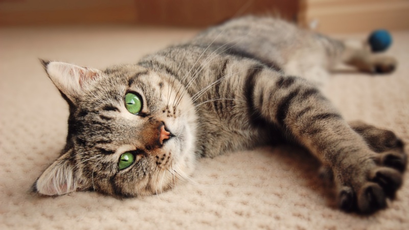 Gợi ý cách chọn đồ ăn cho mèo già