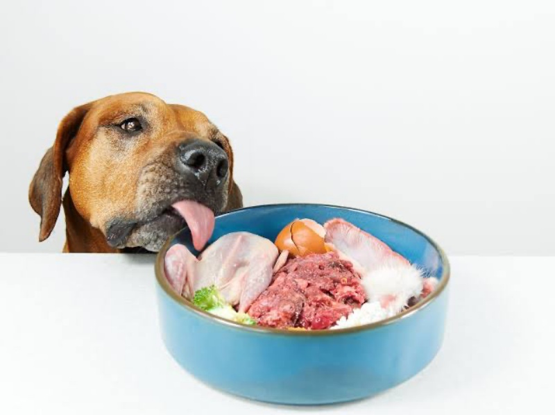 Chọn đồ ăn cho chó và những lưu ý về dinh dưỡng