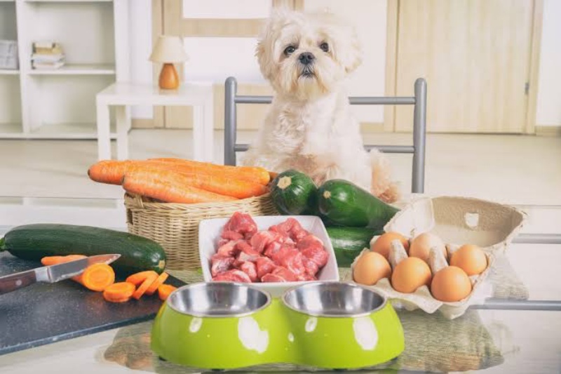 Chọn đồ ăn cho chó và những lưu ý về dinh dưỡng
