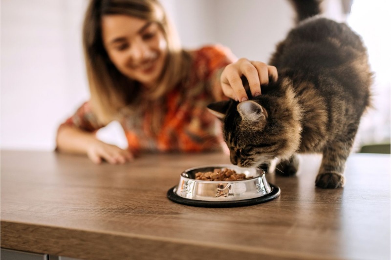 Đồ ăn cho mèo: Kinh nghiệm chọn pate mèo theo từng lứa tuổi