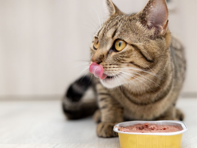 Đồ ăn cho mèo: Kinh nghiệm chọn pate mèo theo từng lứa tuổi