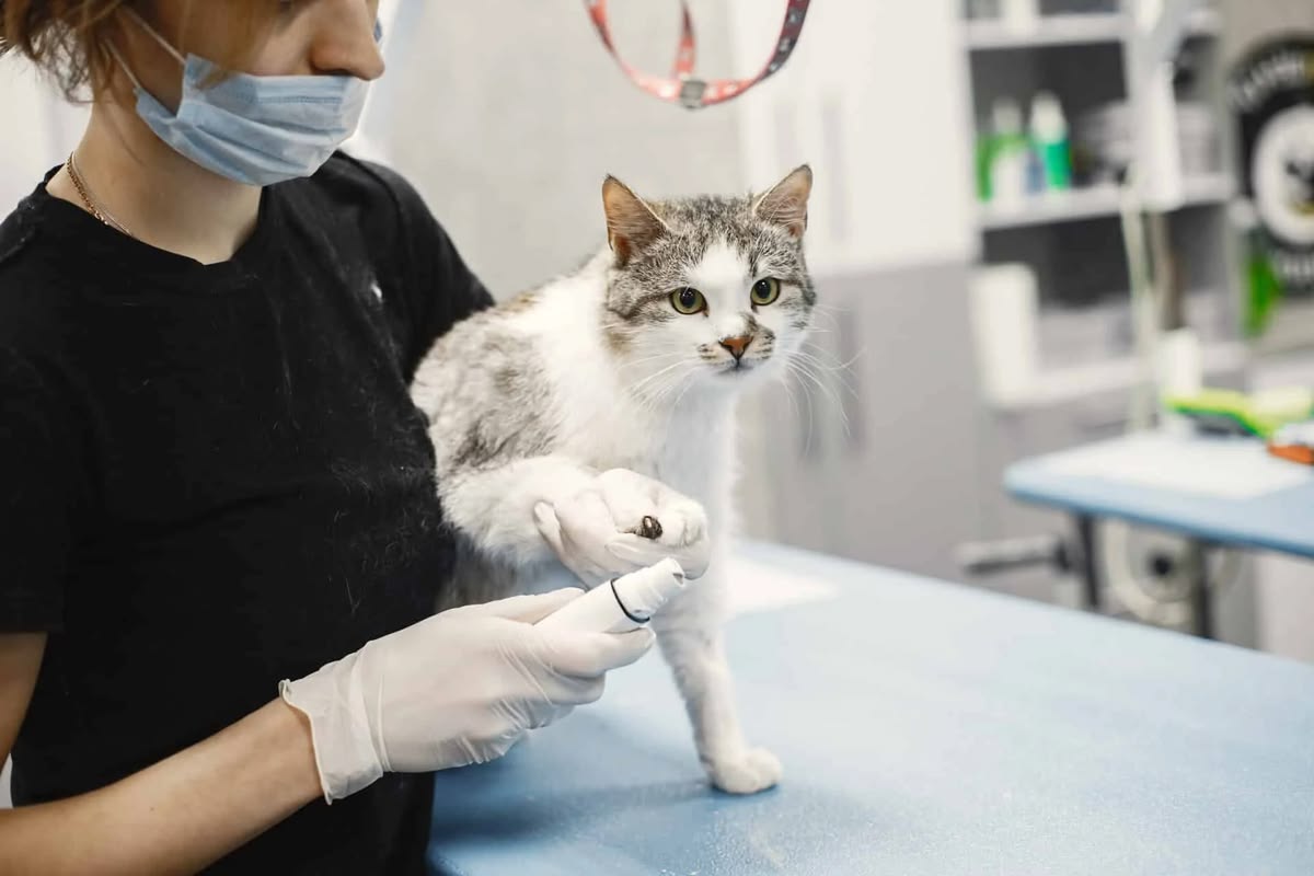 cat-mong-cho-meo
