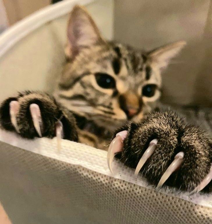 cat-mong-cho-meo