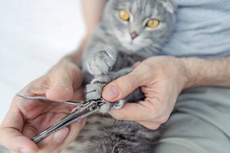 cat-mong-cho-meo