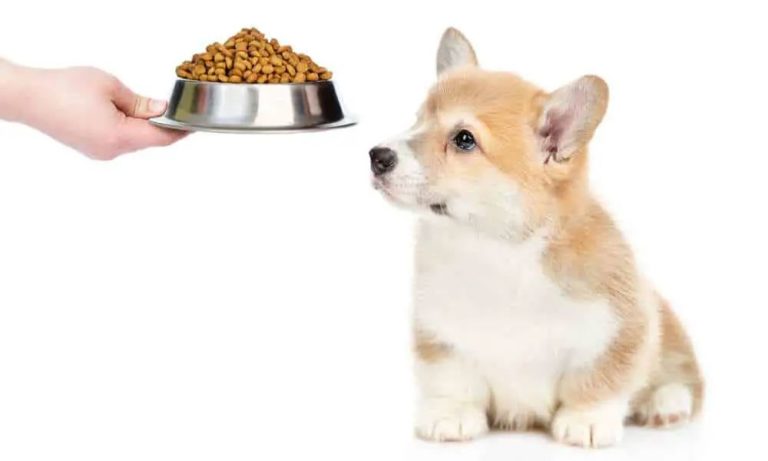 Thức Ăn Cho Chó Con: Bí Quyết Cân Bằng Dinh Dưỡng Trong Giai Đoạn Đầu Đời