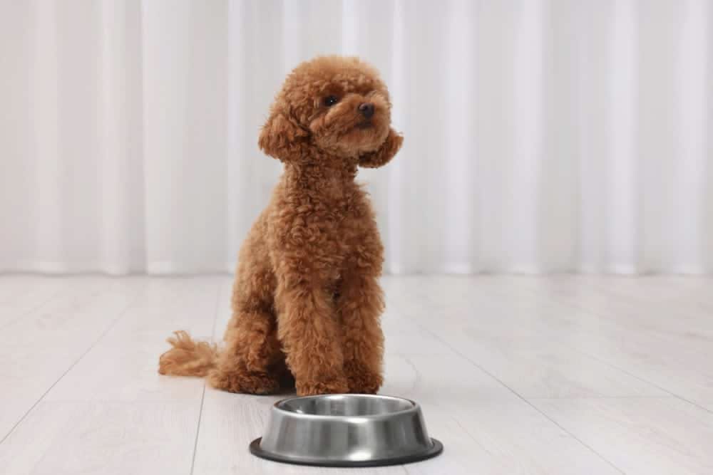 thuc-an-cho-cho-poodle