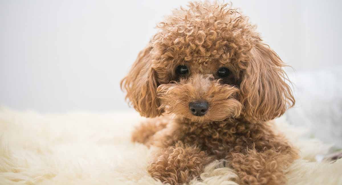 thuc-an-cho-cho-poodle