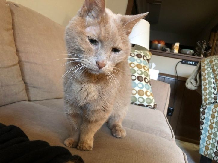 thuc-an-cho-meo-gia